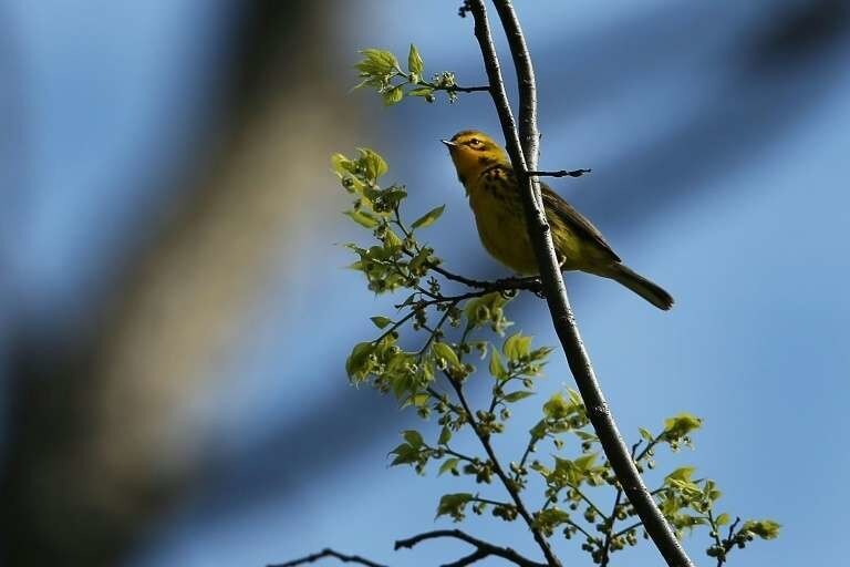Une paruline des prés, l'une des nombreuses espèces d'oiseaux en déclin en Amérique du Nord, à New York le 7 mai 2014.