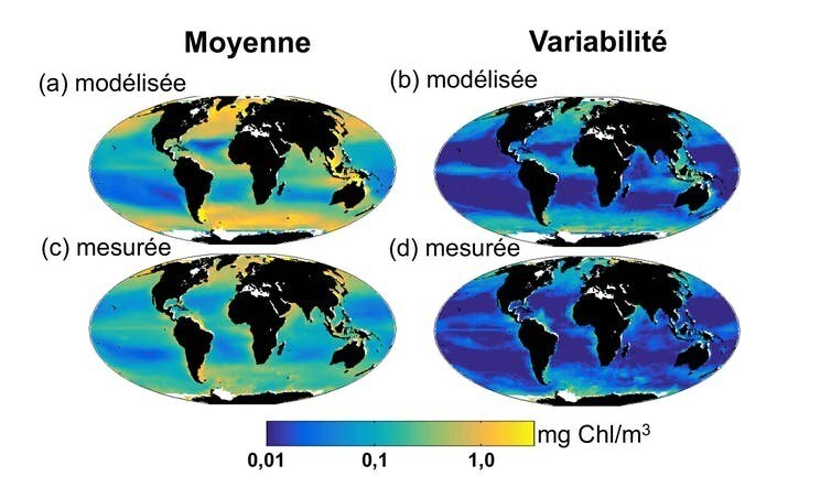 Concentration en chlorophylle simulée par le modèle (en haut) et observée via satellite par le projet OC-CCI (en bas). La concentration moyenne (à gauche) et la variabilité (écart-type, à droite) simulées sont très proches des observations.