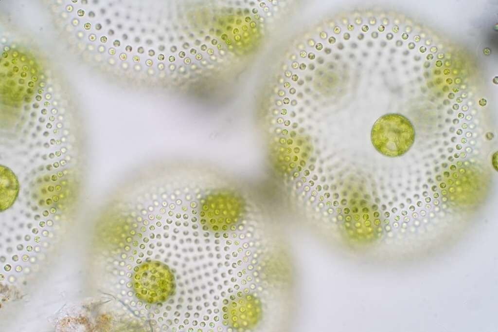 Le phytoplancton contient des algues microscopiques comme Volvox.
