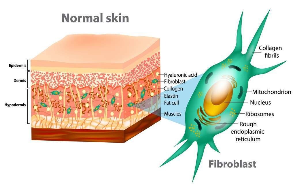 La peau comprend plusieurs couches, avec l’épiderme à l’extérieur, composé essentiellement de kératinocytes.