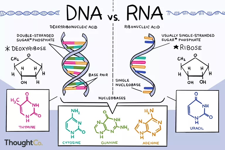 DNA RNA diagram