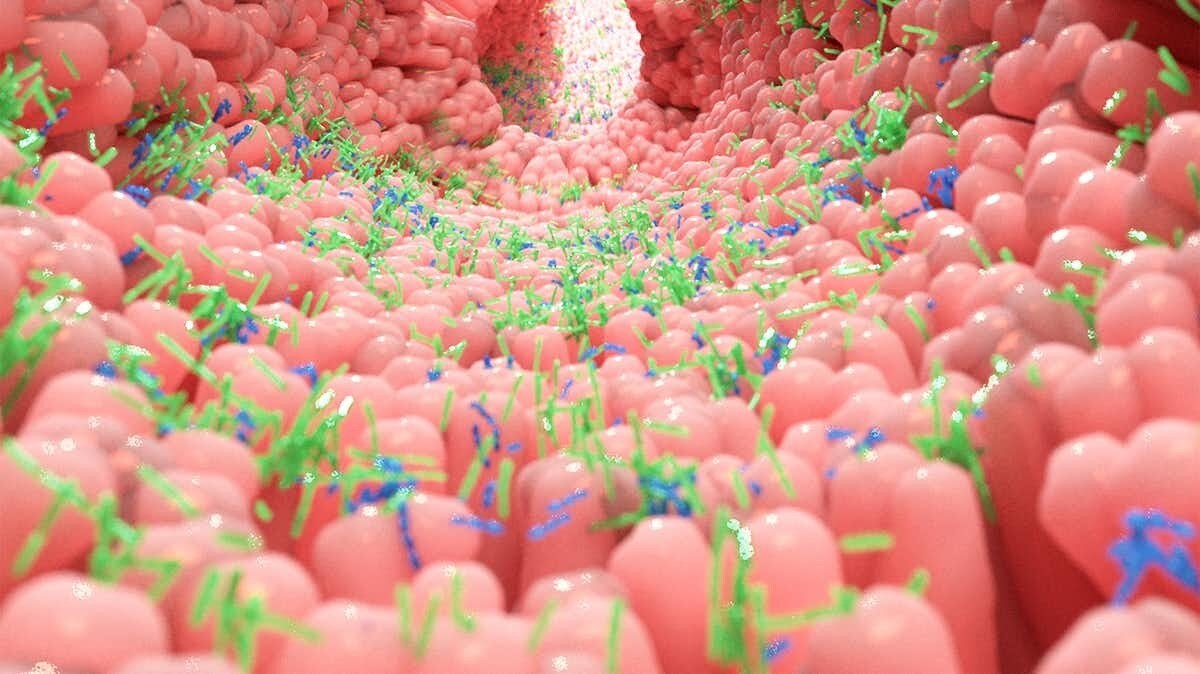 Ceux qui ont suivi un régime méditerranéen avaient plus de microbes en bonne santé dans leur intestin.