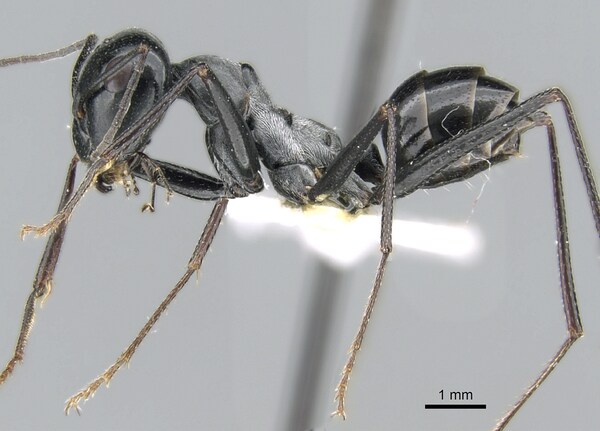 Cataglyphis fortis, fourmi vivant principalement dans le désert du Sahara.