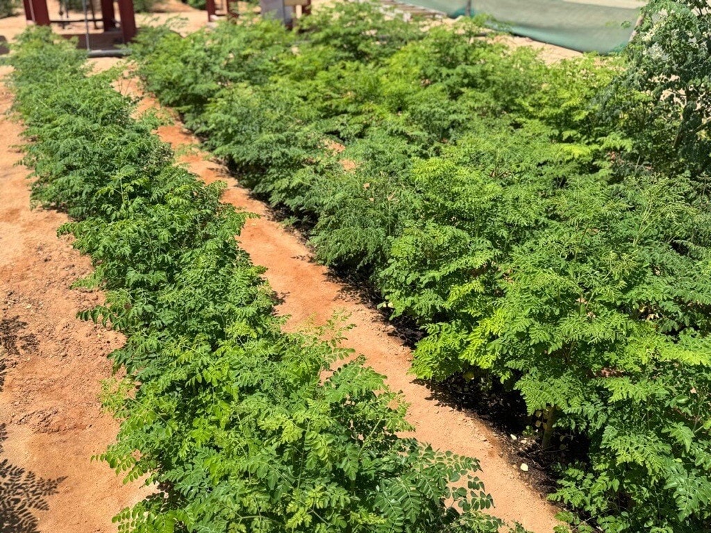 Moringa plantation in the desert