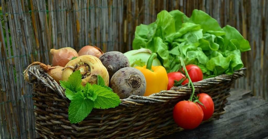 Avec le réchauffement climatique, les rendements des cultures devraient baisser. En Égypte, par exemple, la production de légumes pourrait accuser une chute de 40 % d’ici 2050.