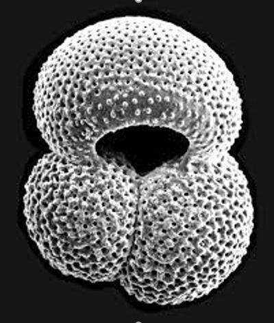 La composition isotopique du bore des coquilles de zooplancton fossilisées est d'une grande aide pour estimer les taux de CO2 atmosphérique des derniers millions d'années.