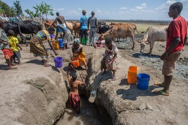 Au Malawi (sud-est de l’Afrique), les habitants sont obligés de creuser des puits dans le lac asséché de Chilwa pour abreuver leur bétail. Depuis les années 1990, la fréquence des sécheresses a augmenté et le lac a perdu près de 60 % de l’eau qu’il contenait auparavant.