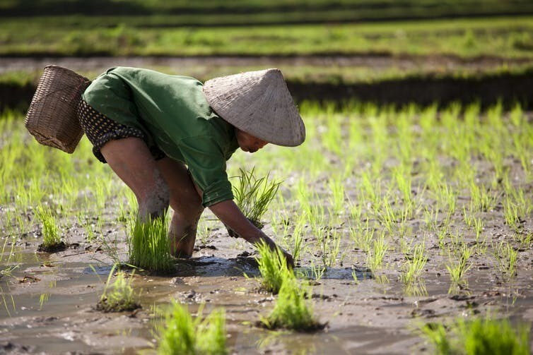 Au Vietnam, la culture du riz est particulièrement sensible aux variations de température, impactant les revenus des cultivateurs.