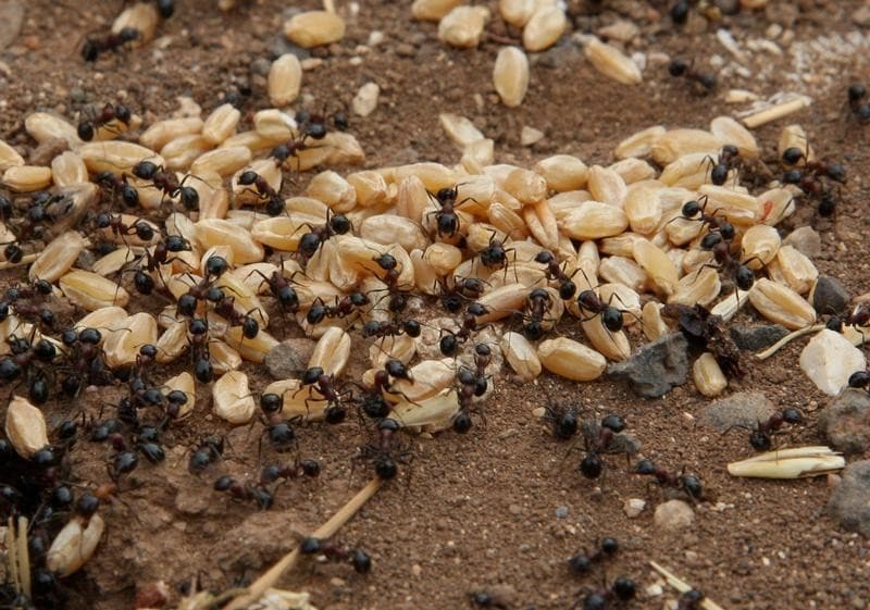 Ants carry grains of wheat in a field in Assanamein area, south of Damascus August 20, 2009.      