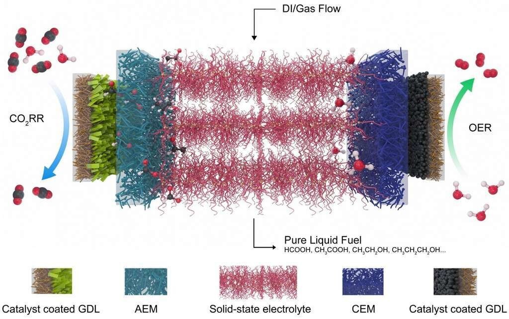 Ce schéma montre l’électrolyseur développé à l’université Rice (États-Unis) pour réduire le dioxyde de carbone (CO2), un gaz à effet de serre, en combustibles de valeur. À gauche, un catalyseur qui sélectionne le dioxyde de carbone et le réduit à ions formiates chargés négativement, qui sont entraînés à travers une couche de diffusion de gaz (GDL) et une membrane échangeuse d’anions (AEM) vers l’électrolyte central (en rouge). À droite, un catalyseur de réaction de dégagement d’oxygène (OER) génère des protons positifs à partir de l’eau et les envoie à travers la membrane échangeuse de cations (CEM). Les ions se recombinent en acide formique ou en d’autres produits qui sont extraits du système par de l’eau désionisée (DI) et du gaz.