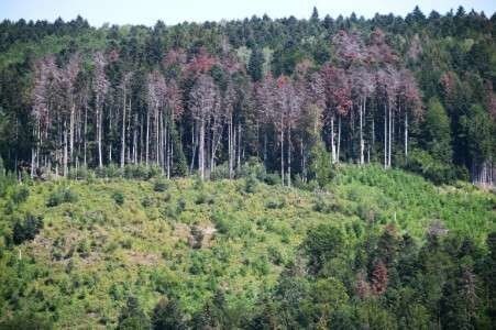 Des sapins souffrant de la sécheresse, le 12 juillet 2019 à Masevaux, dans l'est de la France.