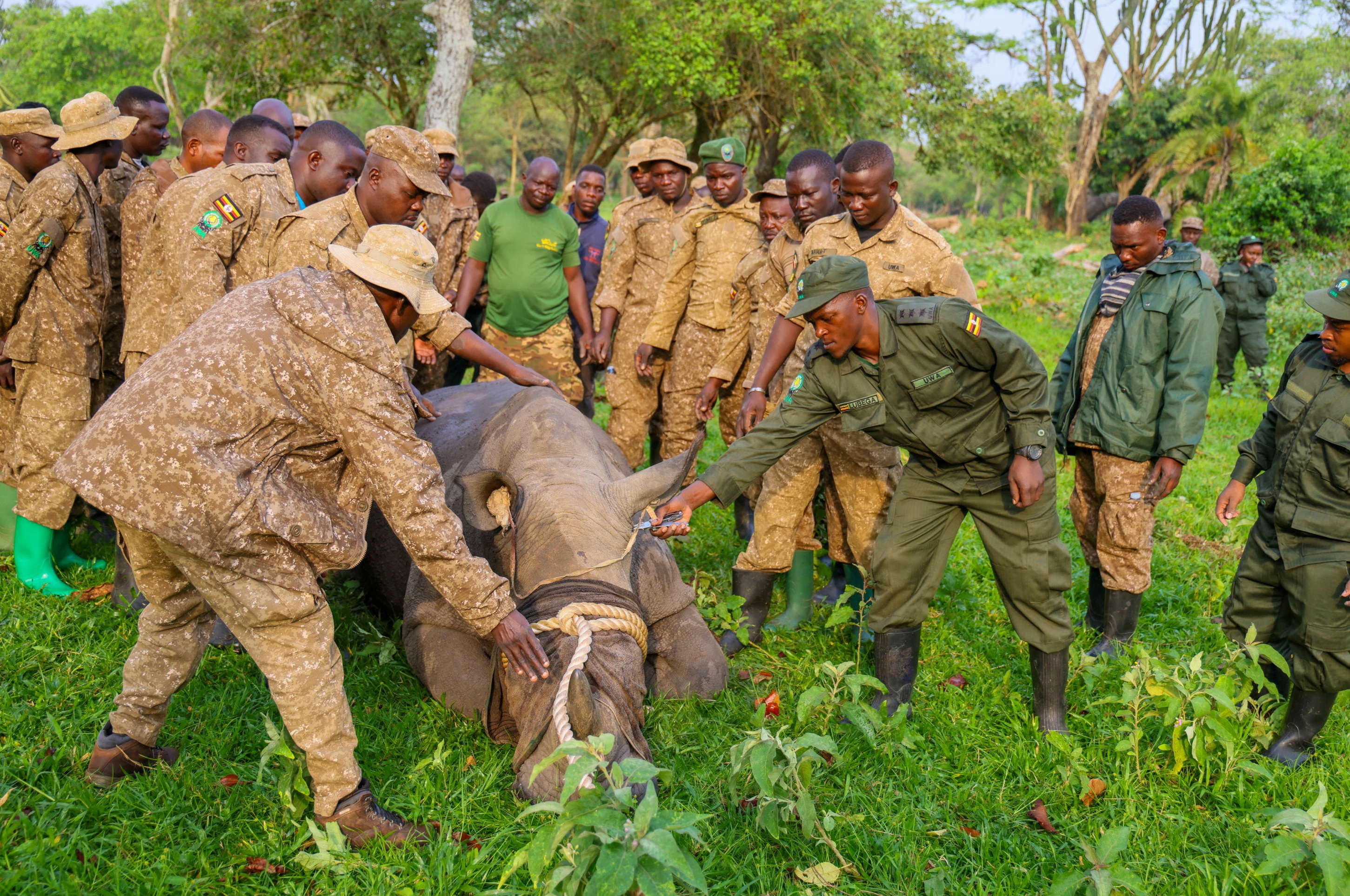 Ugandan rangers handle a rhino at the Kidepo Valley National Park.