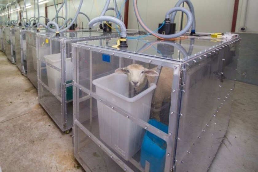 Pour mesurer les émissions des moutons et les sélectionner, les chercheurs les ont isolé dans ces « chambres à pet ».