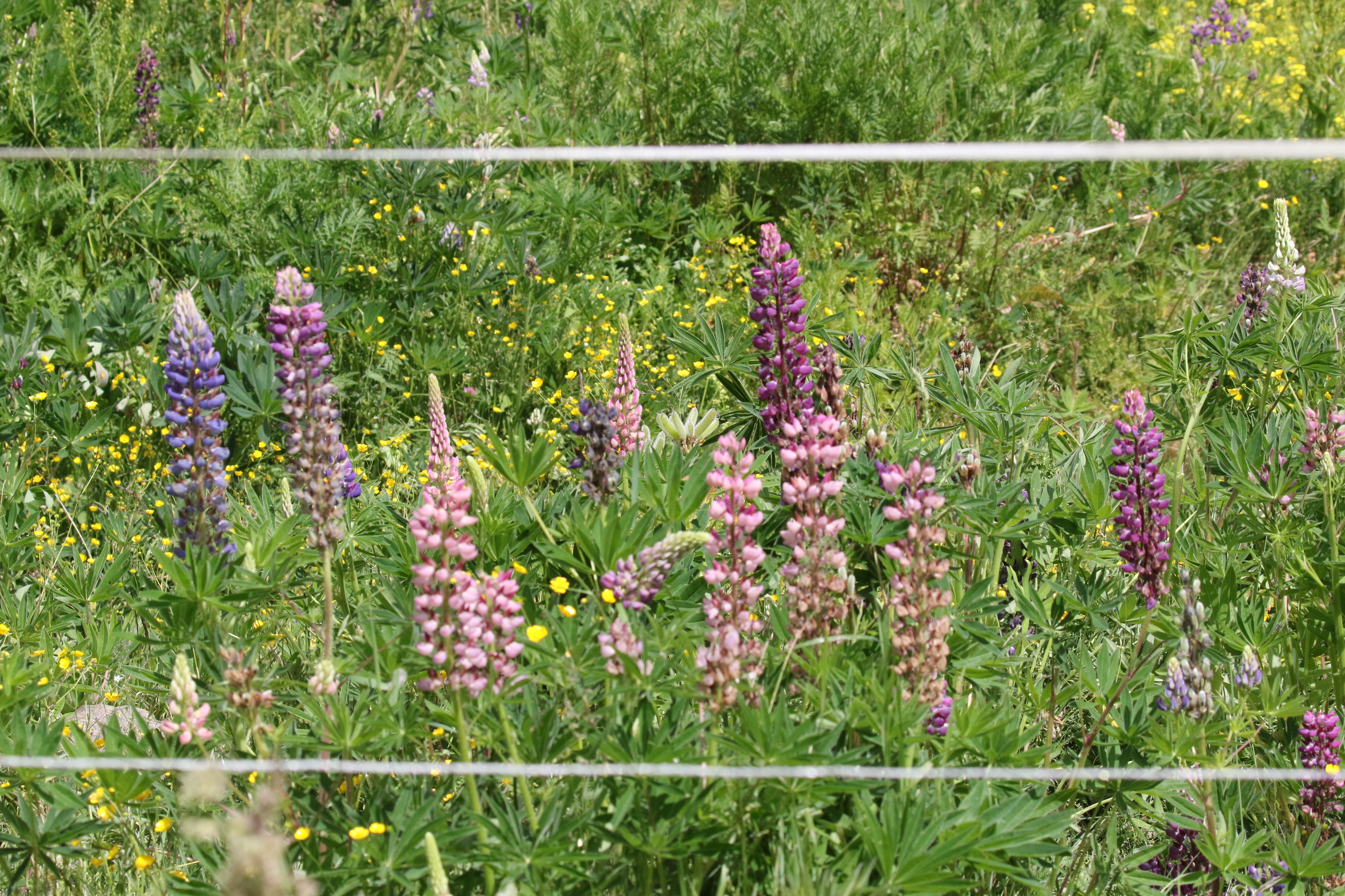 Lupines grown in meadowland captured in City of Sundbyberg – they take over faster than many other invasive species.