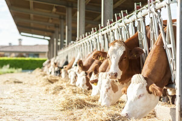 Une partie des protéines produites pour l'alimentation du bétail provient de sources parfois non durables et néfastes pour l'environnement.