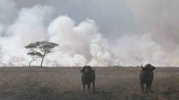Deux buffles du Cap ont laissé ce feu de début de saison brûler autour d'eux dans le parc national du Serengeti.