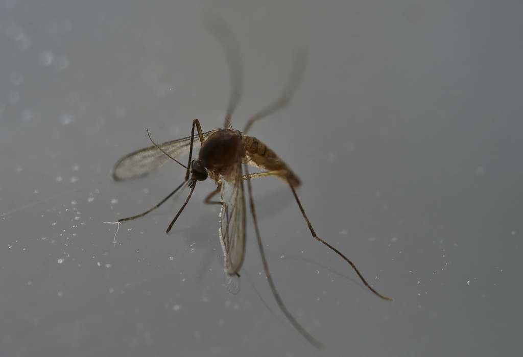 Plusieurs maladies véhiculées par les moustiques sévissent encore dans certaines régions d'Asie du Sud-Est, la dengue, le virus Zika, le chikungunya, mais aussi le paludisme.