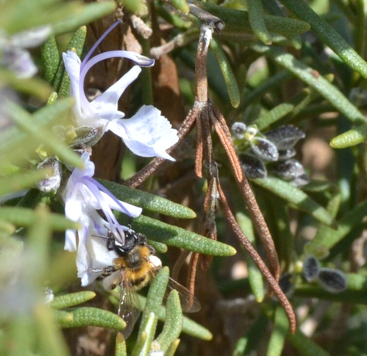 Une abeille sauvage, collectant du nectar dans une fleur de romarin.