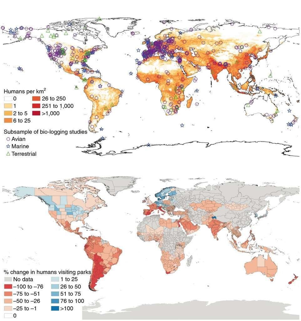 En haut, la localisation d'une partie des campagnes actives de tracking animal superposée à la densité de population humaine. En bas, le changement d'activité dans les espaces naturels (parcs publics, parcs nationaux, plages, zones protégées...) exprimé en % médian.