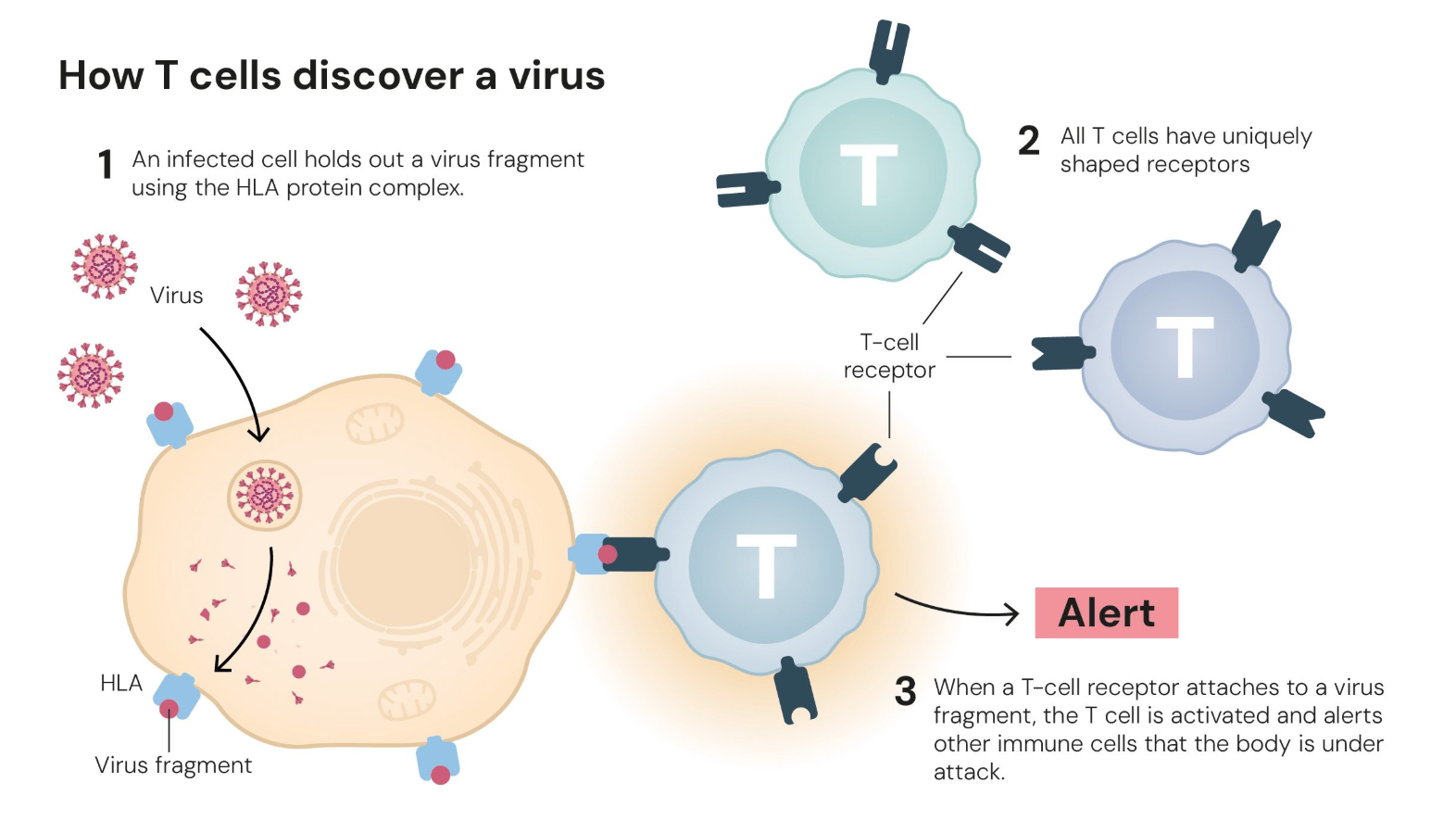How T cells discover a virus