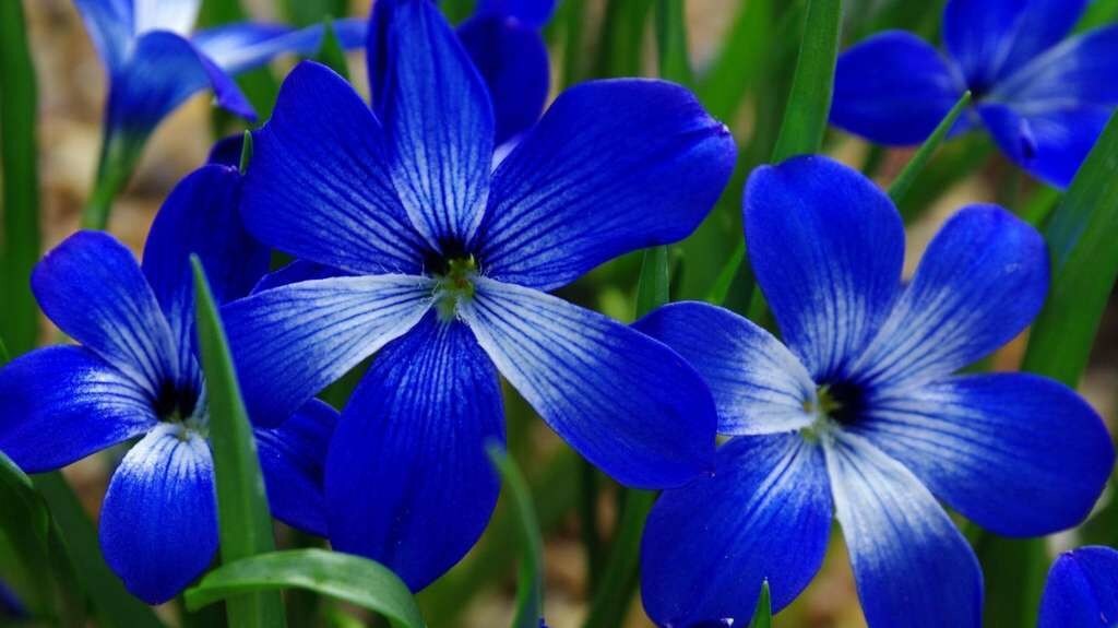 Le crocus bleu du Chili (Tecophilaea cyanocrocus), que l’on pensait éteint, a été redécouvert en 2001, mais il est toujours « en danger critique ».