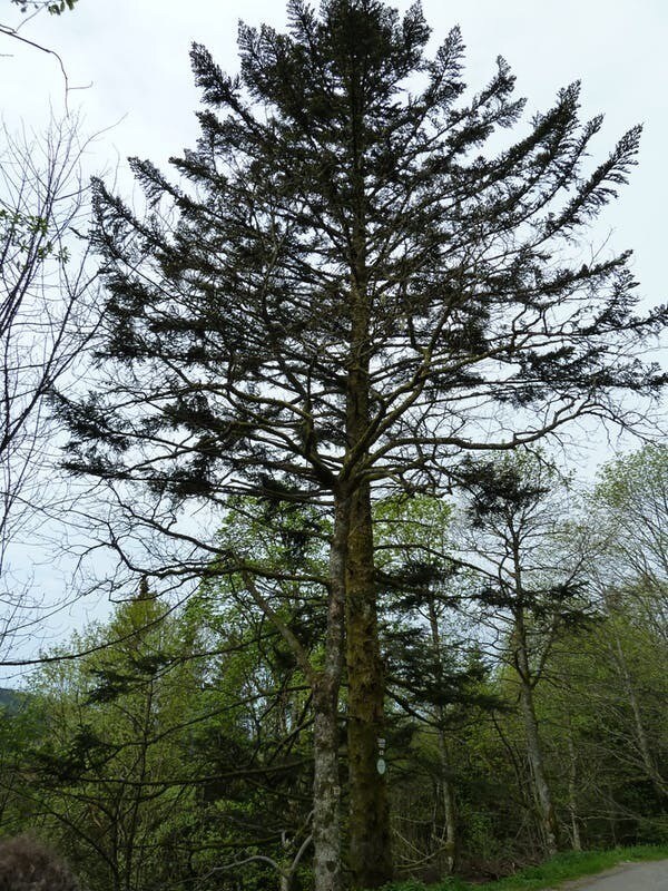 Un sapin suranné. La cime de l’arbre est dépouillée, et ses branches sèches vont tomber pour pourrir au sol.