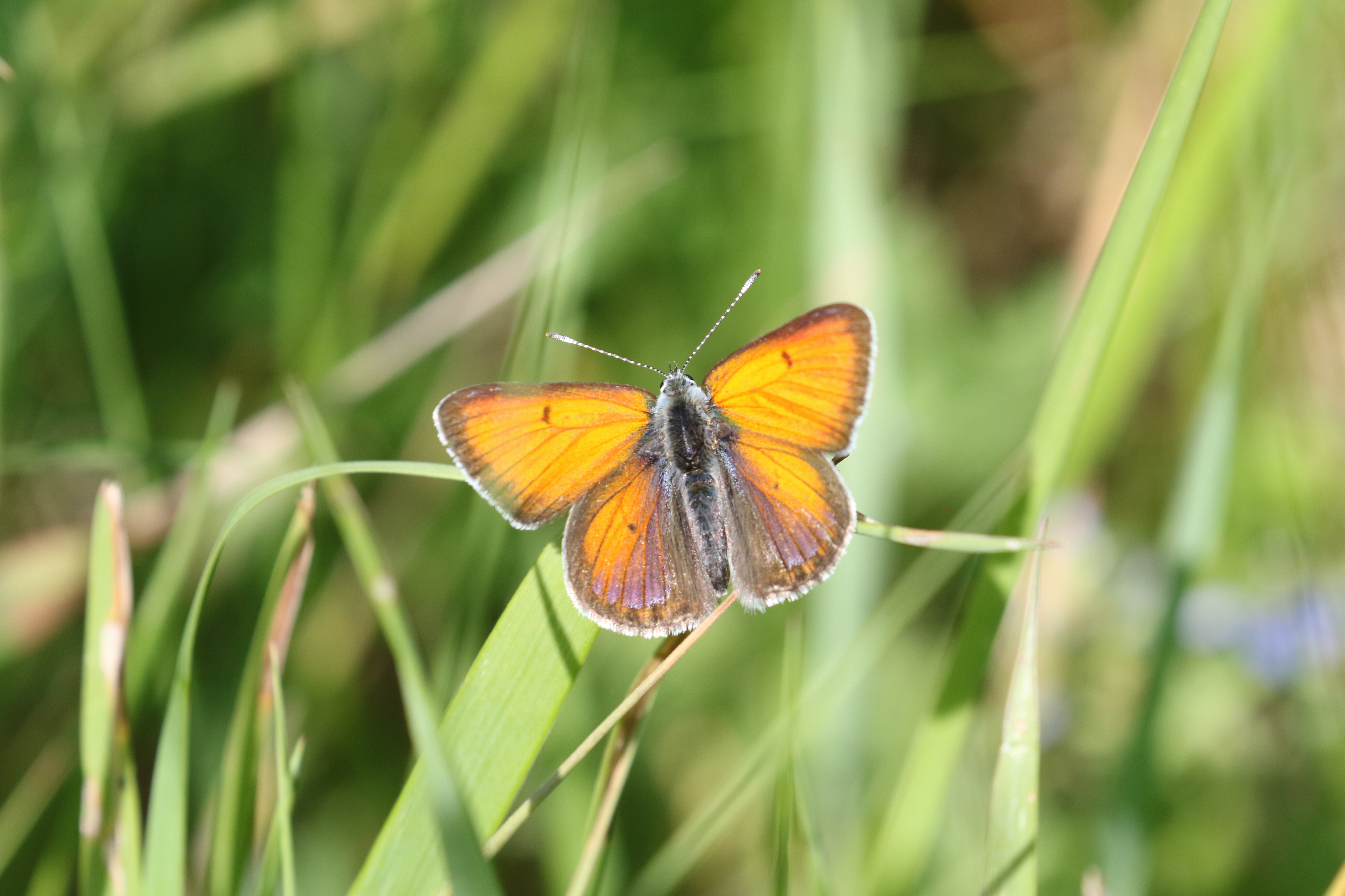 Purple-edged copper butterflies have been seen by Dan in increasing numbers since Ericsson and City of Sundbyberg's collaboration started.