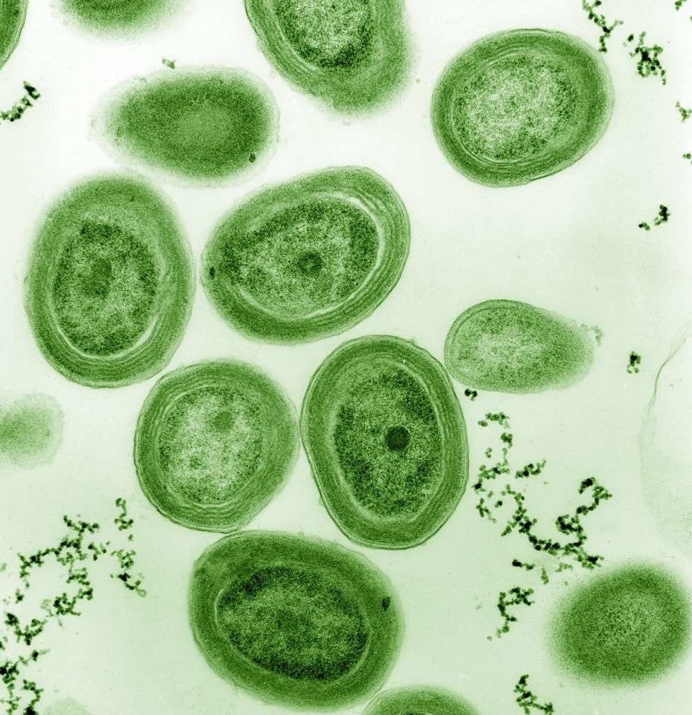 Prochlorococcus est l’organisme photosynthétique le plus abondant sur Terre.