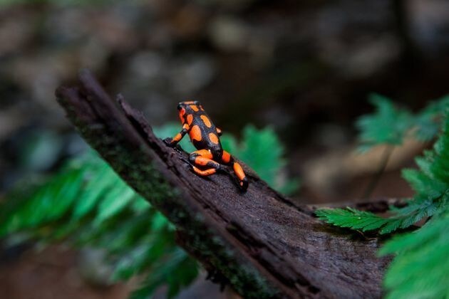 Une grenouille à flèche empoisonnée posée sur un tronc d’arbre dans la jungle, le 4 octobre 2012, au Parc national naturel d’Utría, en Colombie.