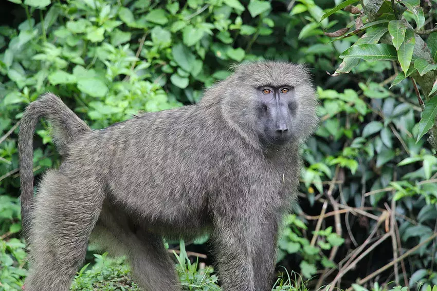 Lorsque les forêts sont défrichées, les risques de transmission de maladies zoonotiques augmentent.