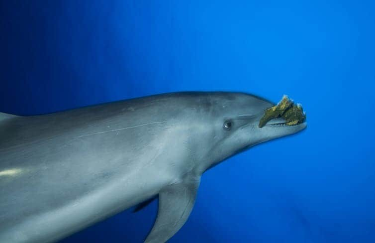  Bottlenose dolphin playing with a sponge. Some have learned to use them to help them catch fish.  