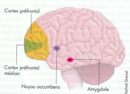 Le cortex préfrontal médian est une zone du cortex préfrontal aux rôles complexes.