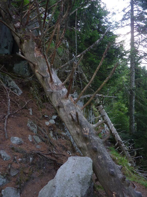 Paysage de vieille forêt sur le massif de la Schlucht, dans les Vosges. Au premier plan, un sapin sec, effondré dessine une trouée. En arrière-plan, divers stades de sénescence des arbres.