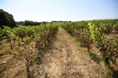 Des vignes brûlées par le soleil, le 30 juin 2019 à Restinclières, près de Montpellier.