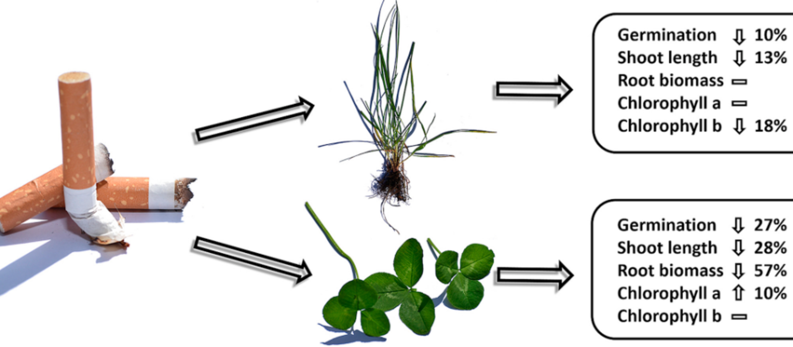 Plastic cigarette filters don’t work, harm the environment and should