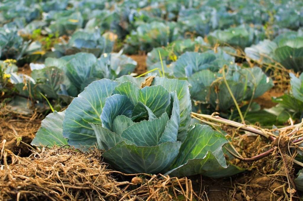 Réorienter l’agriculture vers plus de légumes permettrait d’économiser 51 millions d’hectares de terres cultivables.