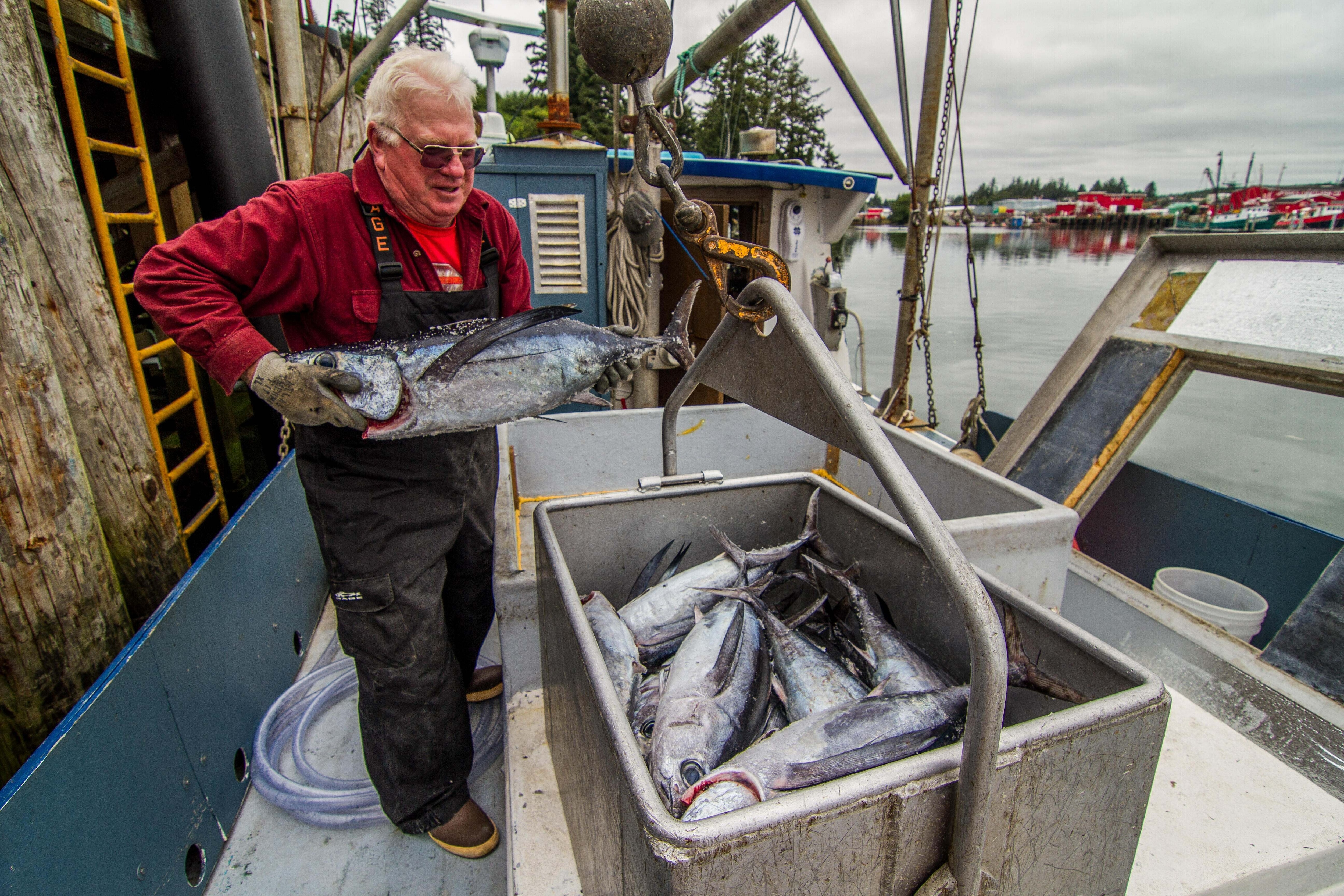 Fishermen on the Shari Lin offload albacore tuna (Thunnus alalunga) at Ilwaco Landing along the mouth of the Columbia River in Ilwaco, Washington. The Conservancy is working with fishermen to explore new and innovate ways to achieve their fishing quotas while avoiding the catch of sensitive rockfish species.