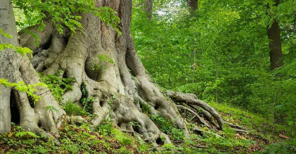 Avec le réchauffement climatique, ces images de vieux arbres massifs pourraient bien devenir extrêmement rares, selon des chercheurs du Pacific Northwest National Laboratory (États-Unis)