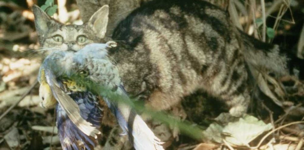 Chat sauvage en Australie.