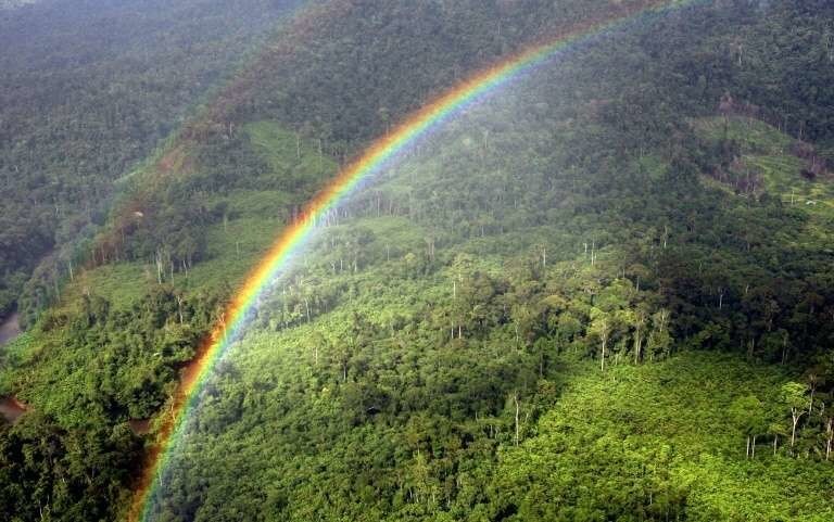 Avec le réchauffement climatique, les forêts tropicales pourraient relâcher du carbone plutôt que de le stocker.
