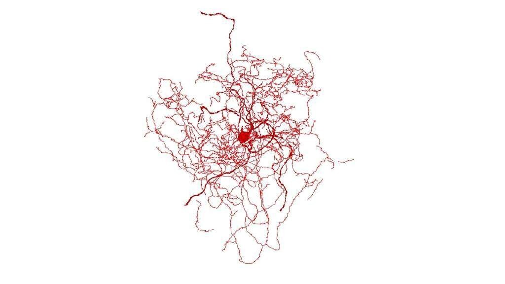 Reconstruction du nouveau type de neurone identifié, avec une forme évoquant un bourgeon.