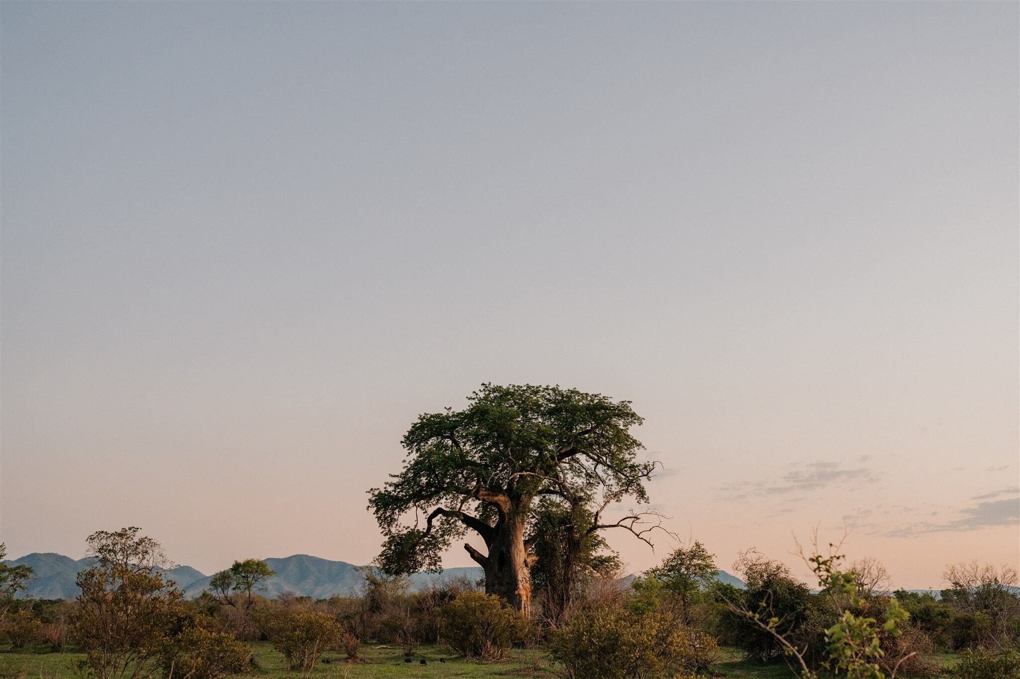 The Middle Zambezi Conservation Project.