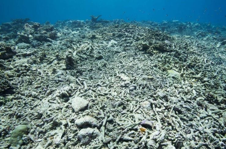 Récifs coralliens tués pendant le blanchissement massif des coraux, lié au changement climatique. Le blanchiment des colonies coralliennes est causé par la hausse de la température de la mer.