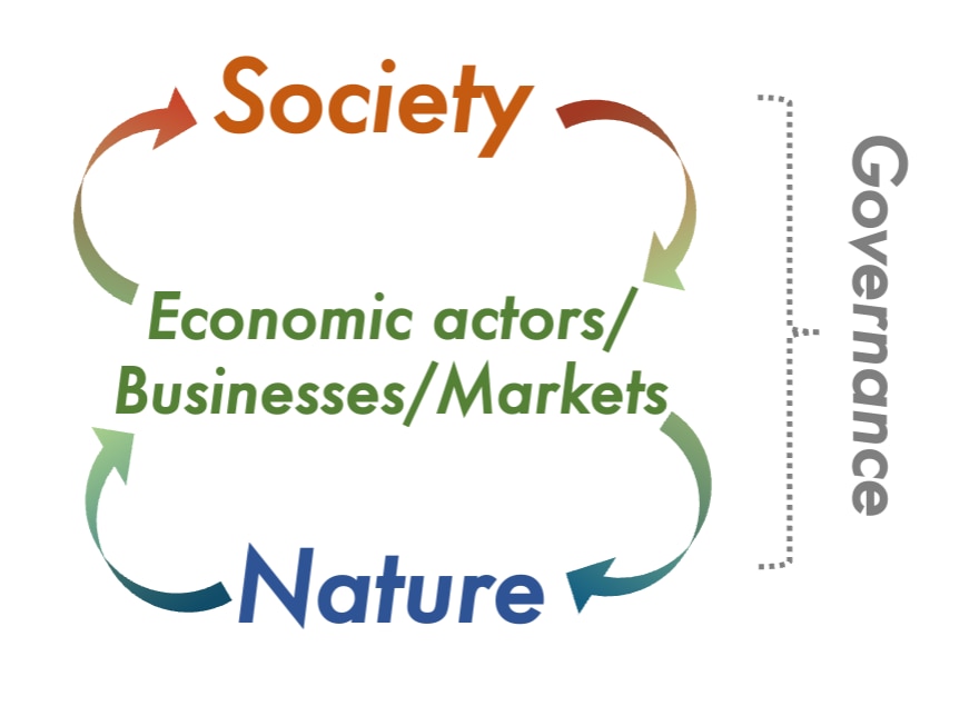 The market exchange between businesses and economic actors with nature and society in a typical economy