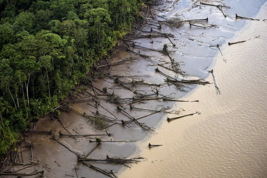 El sufrimiento de la mayor selva tropical del mundo Foro Económico