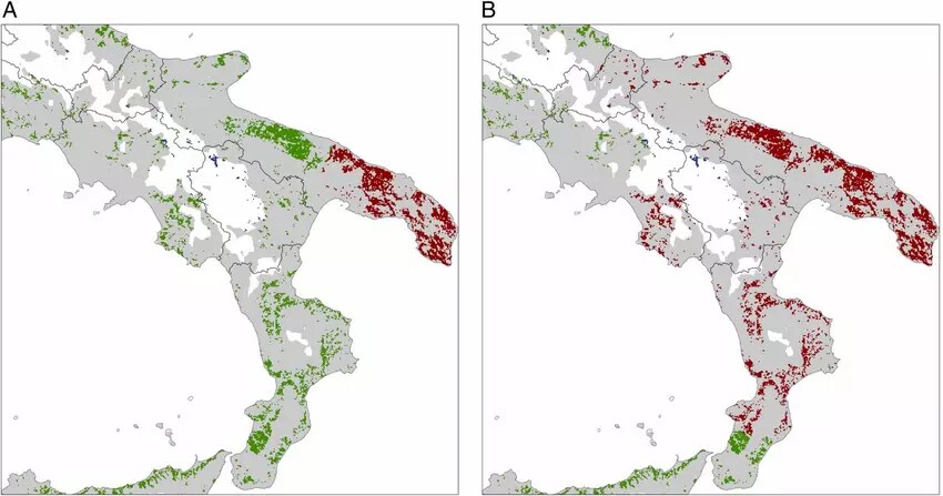 Carte montrant la propagation de la bactérie Xylella (rouge) en Italie après 5 (A) et 50 ans (B).