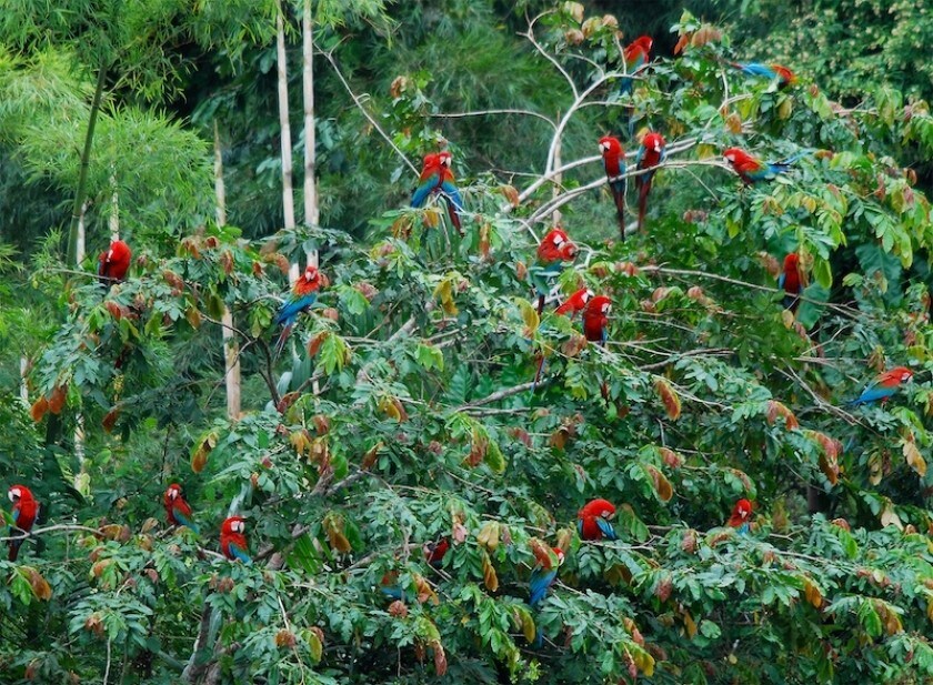 Des Aras photographiés dans la forêt amazonienne au Pérou.