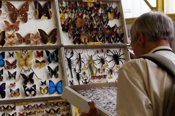 Bourse aux insectes.