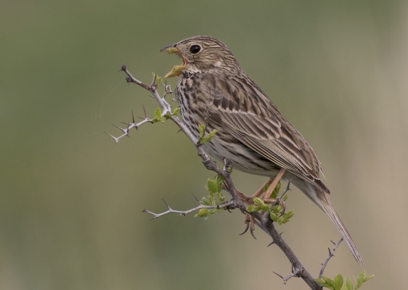 Un bruant proyer, espèce en fort déclin dans les campagnes françaises.