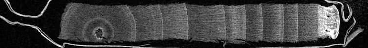 An X-ray scan of a core sample from a lime tree forest restoration